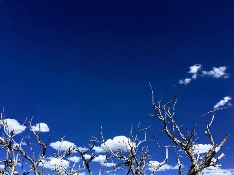 "Cloud" Trees, Santa Fe, NM