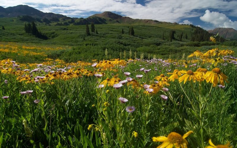 Crested Butte Wild Flowers