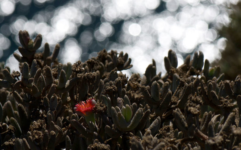 Anacapa Island Bud and Reflection