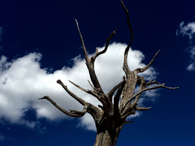 Dead Tree & Cloud, Santa Fe, NM