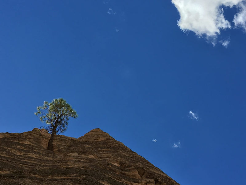 Hanging Tree 2, Tent Rock, NM